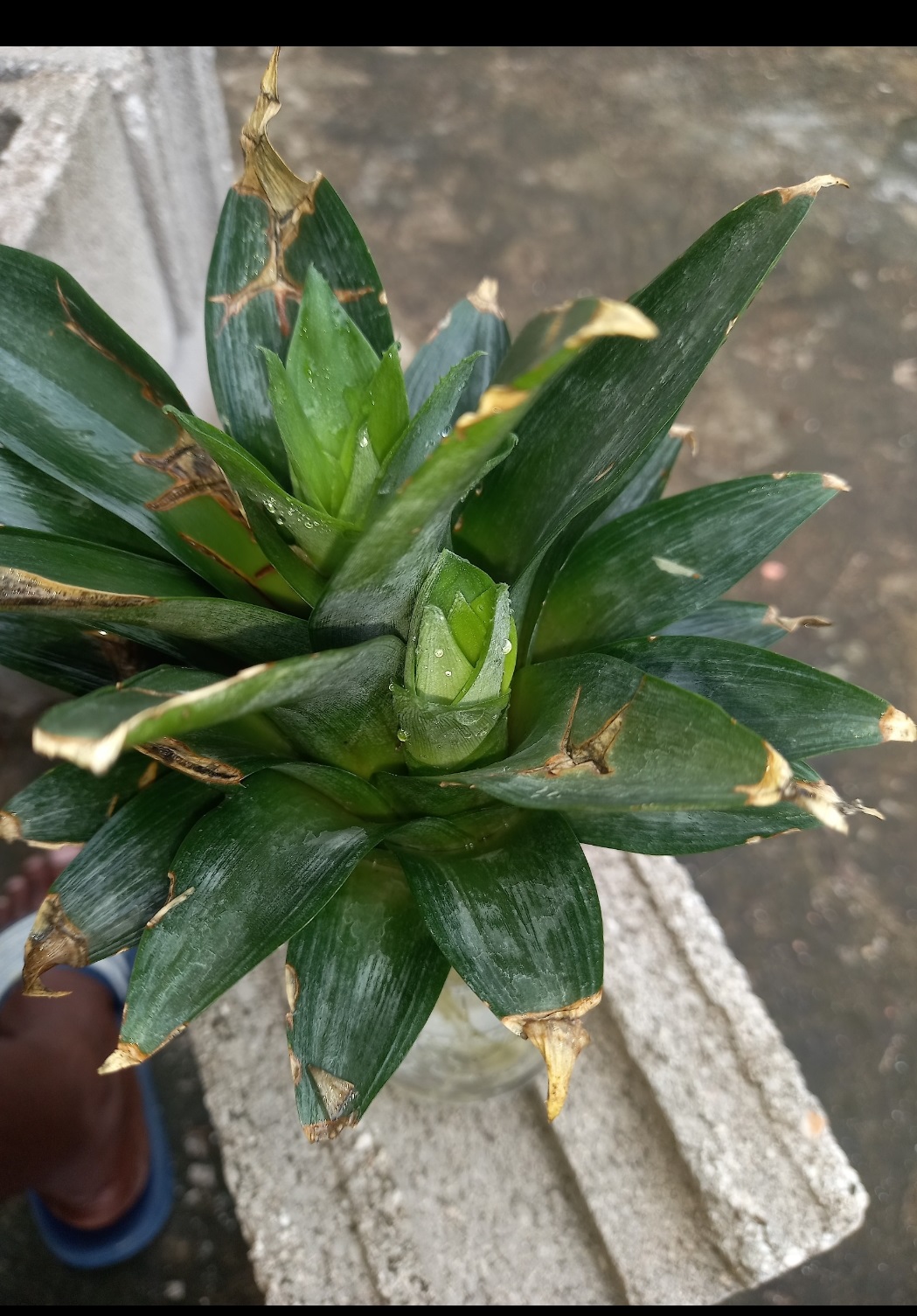 Pineapple top in small container with water